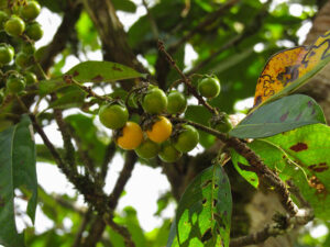 Nanche Fruits