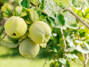 Quince Membrillo