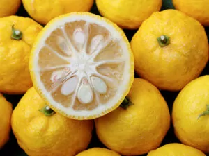 Yuzu Citrus