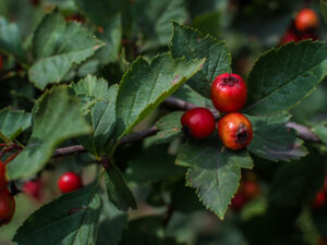 Fresh Hawthorn Fruit