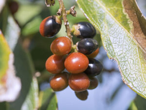 Guavaberry Fruit