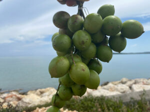 Guinep Haiti