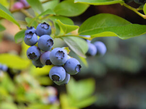 Highbush Blueberries