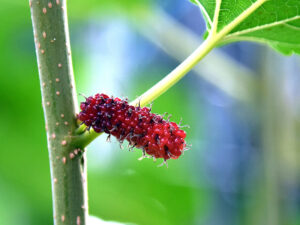 Himalayan Mulberries