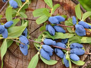 Honeysuckle Fruit