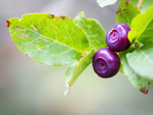 Huckleberries With The Color