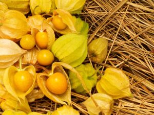 Husk Tomatoes