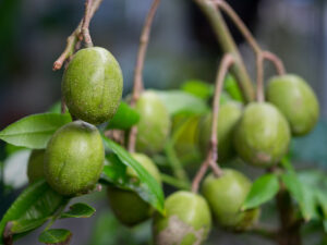 June Plum Jamaican