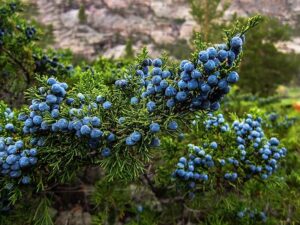 Juniper Berry