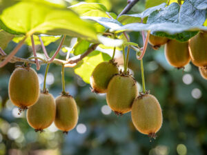 Kiwi Fruit