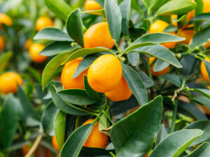 Kumquat Fruit