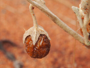 Kutjera Fruit