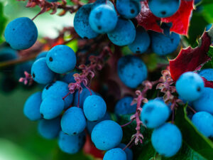 Oregon Grape O