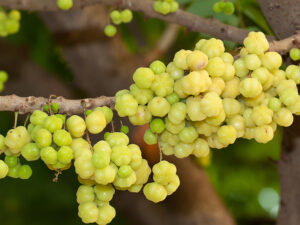 Otaheite Gooseberry