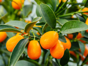 Oval Kumquat