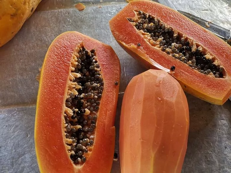 Papaya Malay