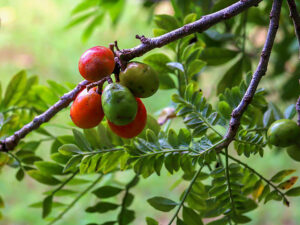 Plum Cuba