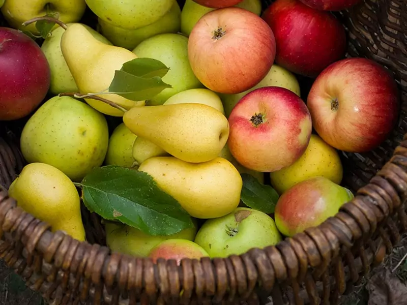 Pome Fruits