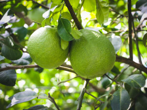 Pomelo Malay