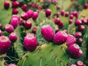 Prickly Pear Chile