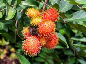 Rambutan Indo