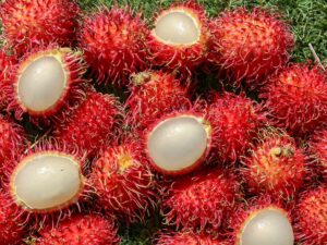 Rambutan Malay