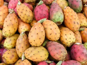 Sicilian Prickly Pear