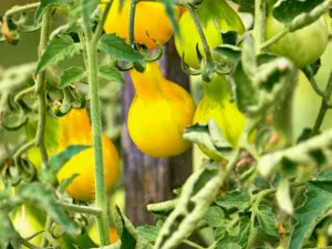 Teardrop Tomato