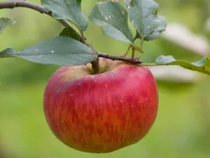 Topaz Apple