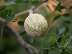 Wood Apple Indian