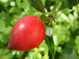 Natal Plum