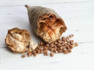 Baobab Fruit