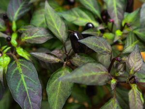 Black Hungarian Peppers