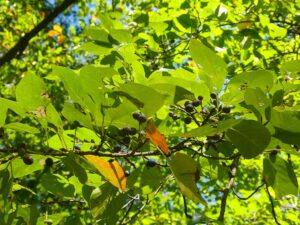 Black Tupelo Fruits