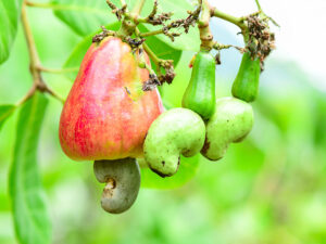 Cashews Many Ways