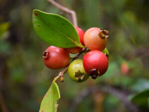 Cattley Guava Vitamin