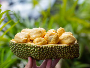 Cempedak Like Jackfruit