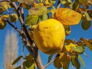 Chinese Quince Enjoy