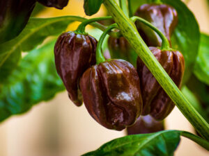 Chocolate Habanero Peppers