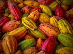 Cocoa Fruit Chocolate