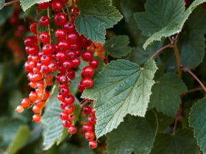 Common Currant Dessert