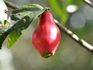 Hawaiian Mountain Apple