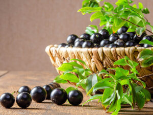 Jabuticaba Jabuticabas