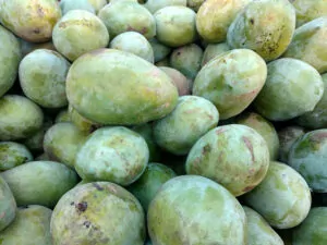 Langra Mango