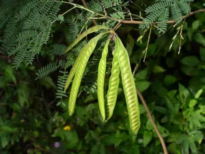 Leucaena Leucocephala