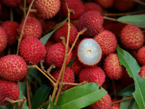 Lychee Red Fruit