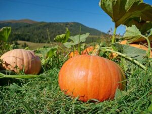 Pumpkin Halloween Decoration