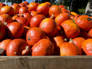 Red Kuri Squash Amaze