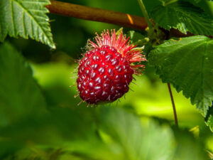 Salmonberries Fruit