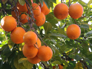 Seville Orande Varieties